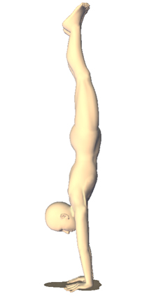 ヨガ 倒立（下向きの木）のポーズ adho mukha vrksasana